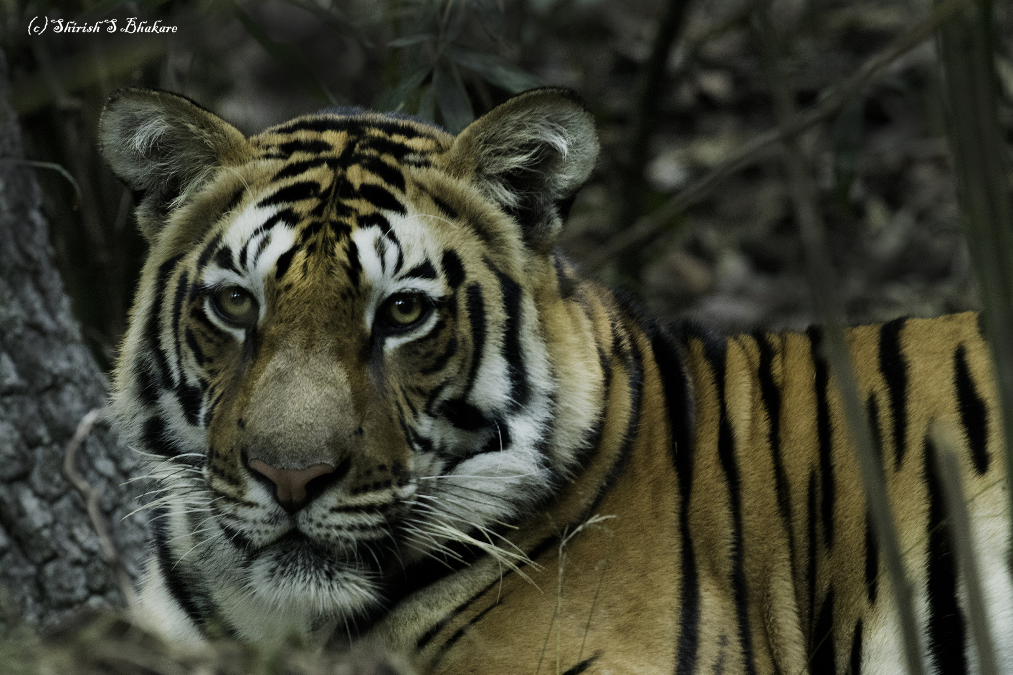 kisli-subadult-male-1